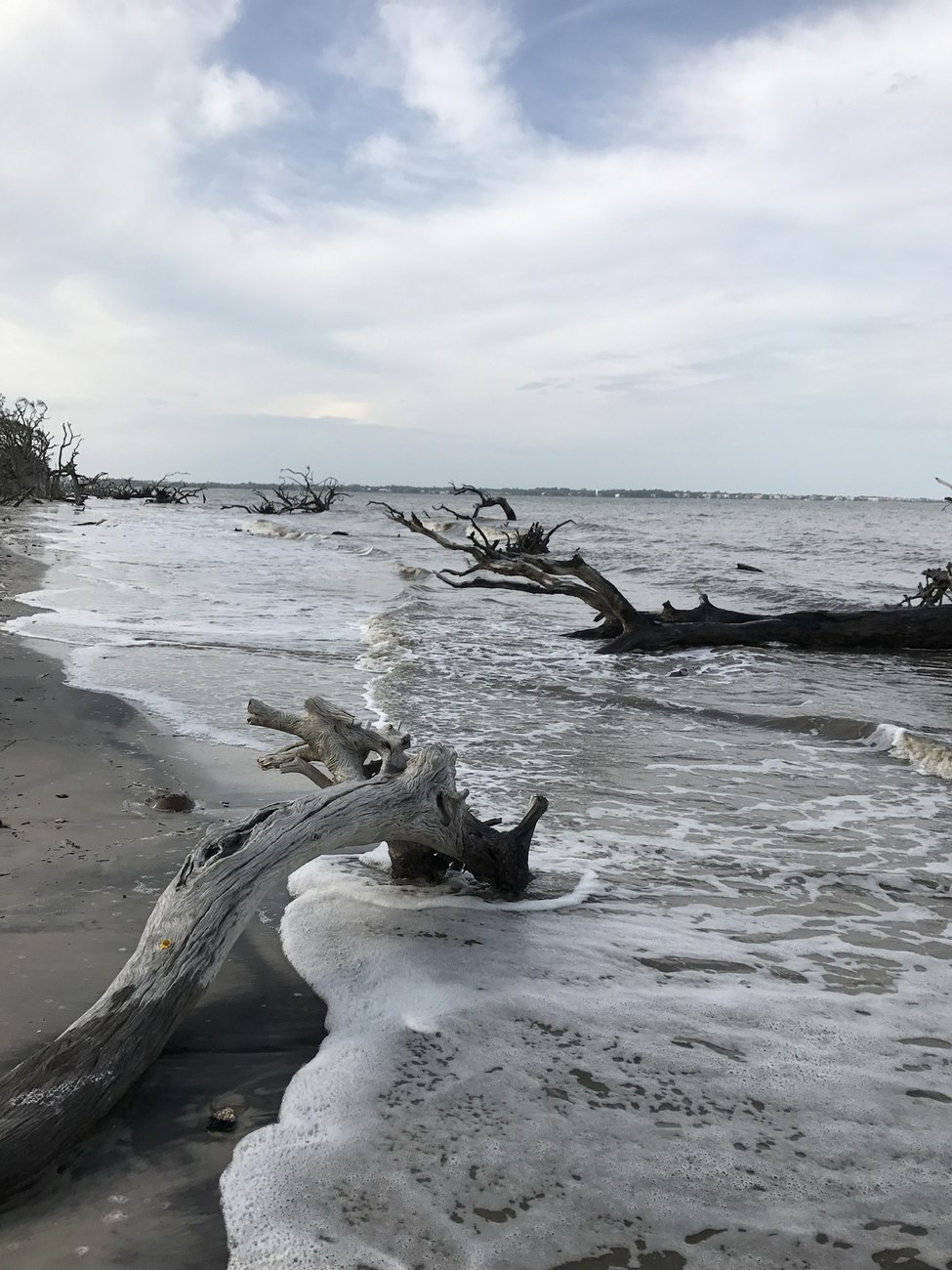 Driftwood Beach in the Golden Isles, Georgia