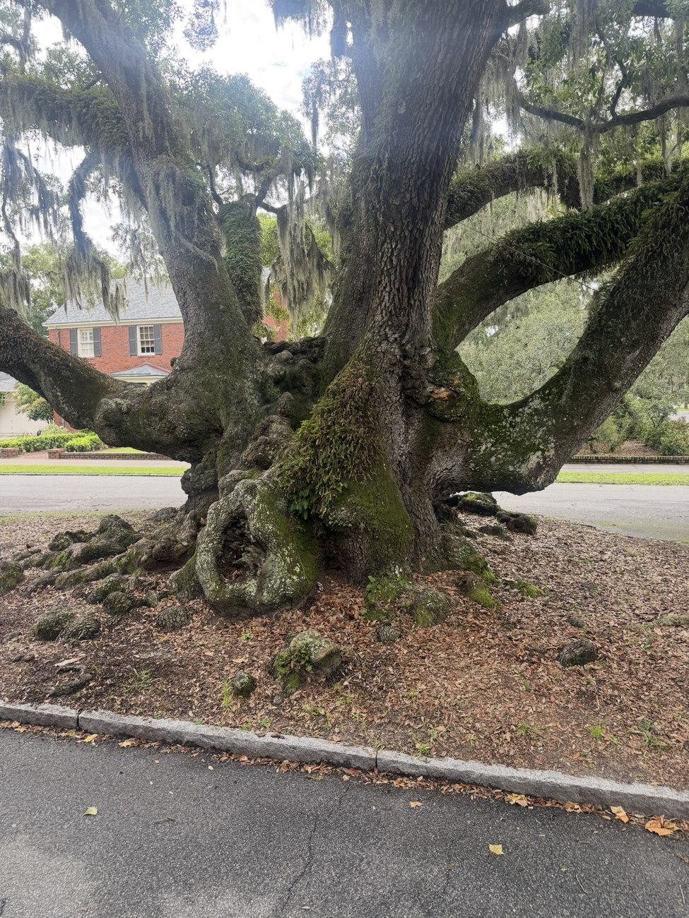 Moss-covered live oak tree in Brunswick, Georgia